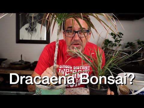 Video: Bonsai Dracaena Training – How To Make A Dracaena Bonsai Tree