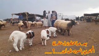 سوق الحدادية اليوم 2026/1/31اسعار الحلال والحركة ضمن جو #الامطار#والاسعار طيبة #لايك+اشتراك #الحسكة 