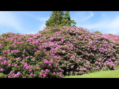 Video: Sikhotinsky Rhododendron - En Prydplante Til Dekoration Af Stenede Områder