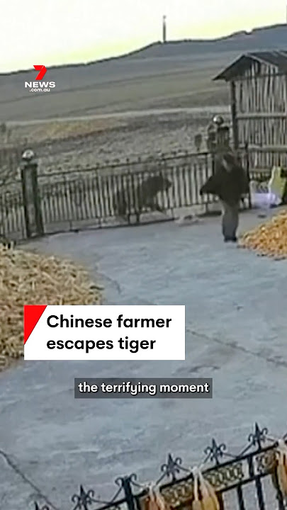 Chinese farmer escapes mauling from Siberian tiger