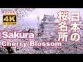4K Japan Cherry Blossom Spots(sakura)日本の桜名所 絶景 京都 Kyoto 吉野山 弘前公園 上野公園 新宿御苑 姫路城 千鳥ヶ淵 花見 満開 観光 旅行