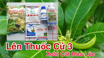 Lên Thuốc Cử 3, Xoài Cát Hòa Lộc | Kích Bông Xoài