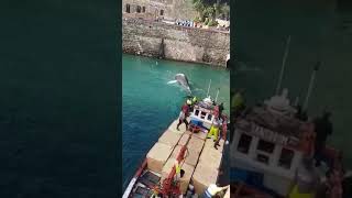 Retirando ballena muerta de los bahía sur de Ceuta a través del foso. Noviembre 2017