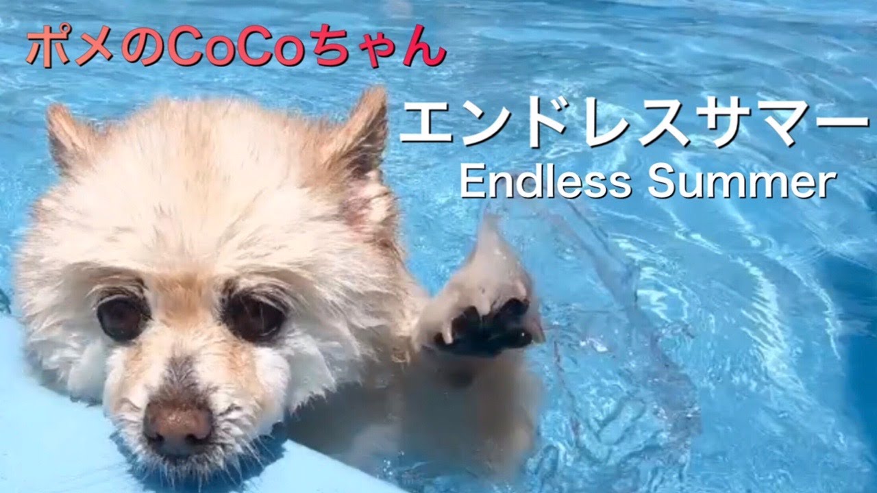 エンドレスサマー ポメのcocoちゃん ポメラニアン 小型犬 癒し犬動画 Endless Summer Pome S Coco Pomeranian Small Dog Healing Youtube