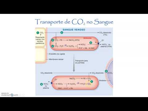 Fisiologia Sanguínea   Transporte de CO2 e degradação dos eritrócitos