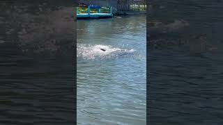 Manatees In The Canal