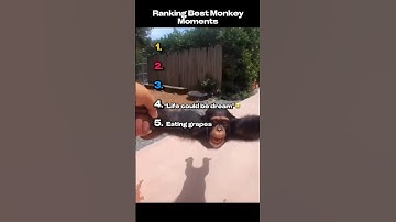 Best Monkey Moments 🐒
