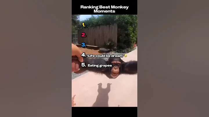 Best Monkey Moments 🐒