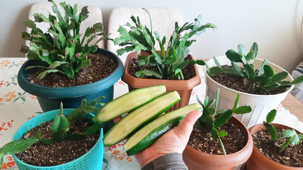 YILBAŞI ÇİÇEĞİ AÇTIRAN FORMÜL✅ÇİÇEKLERİM AÇMIYOR DİYORSANIZ ✅ÇİÇEK BAKIMI ✅ÇİÇEK COŞTURAN