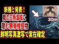 【ゆっくり解説】新種を発表…バミューダ・トライアングルで30mの超巨大な無脊椎の怪物発見！魔の三角海域には未確認生物が実在する！目撃証言と鮮明写真ががヤバい【UMA実在説】