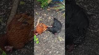 Apa penyebab ayam-ayam Anda mati?