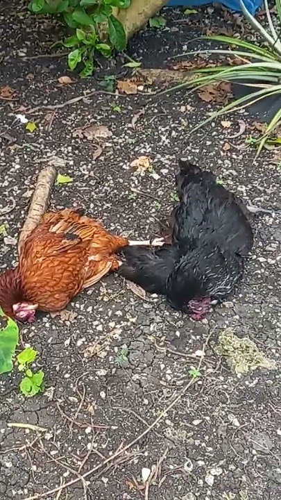 Reason why your hens just died?