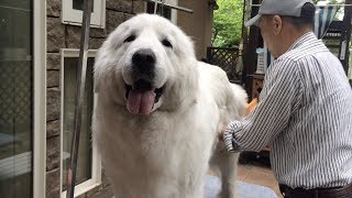 暖かくなってたくさん毛が抜けるルンルンです　Great Pyrenees　グレートピレニーズ