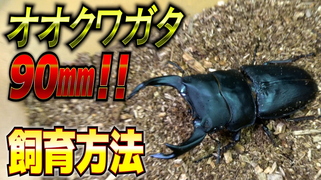オオクワガタ　01 オオクワガタ90㎜飼育方法を公開します - YouTube