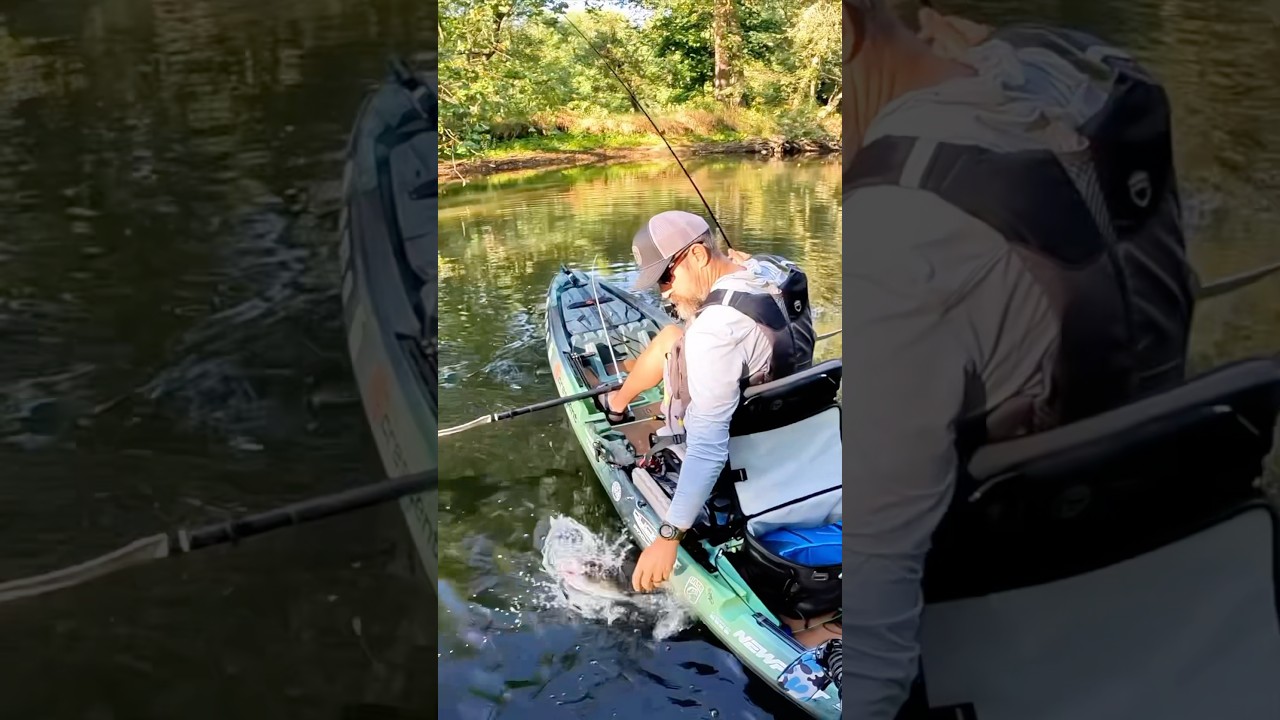 Рыба-торпеда