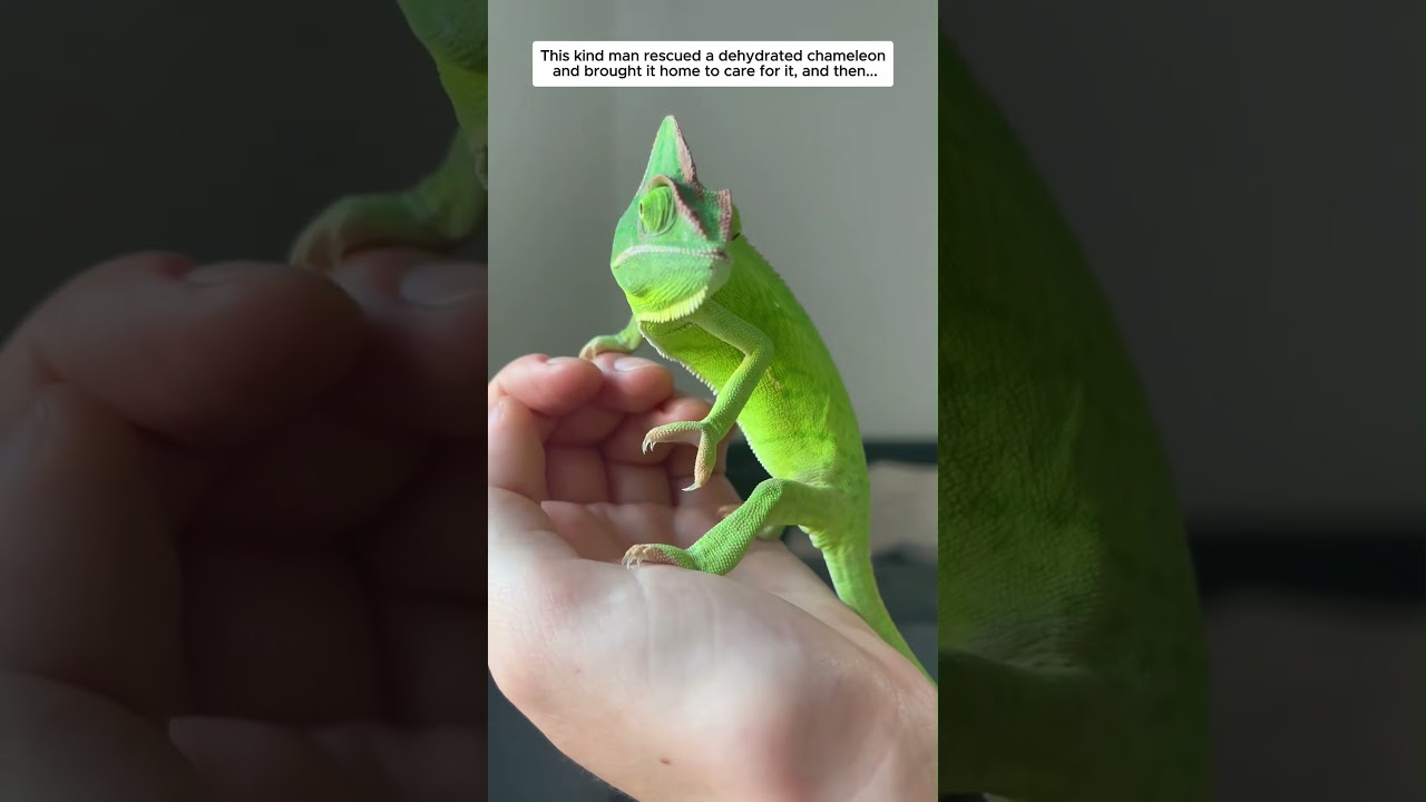This kind man rescued a dehydrated chameleon and brought it home to care for it, and then...