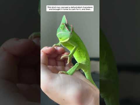 This kind man rescued a dehydrated chameleon and brought it home to care for it, and then...