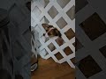 Baby Papillion puppy tries to escape! So cute doggie