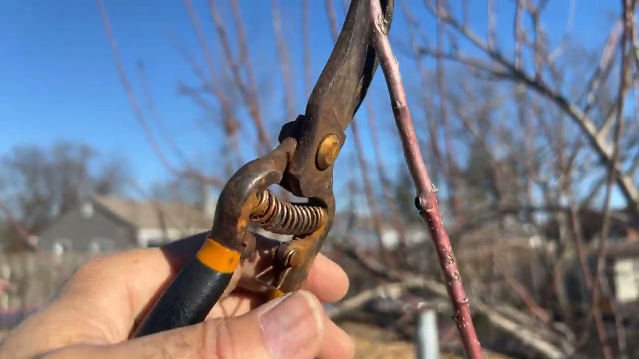 March 2, 2025 هرس درخت سیب: نکته طلایی برای هرس و افزایش باردهی