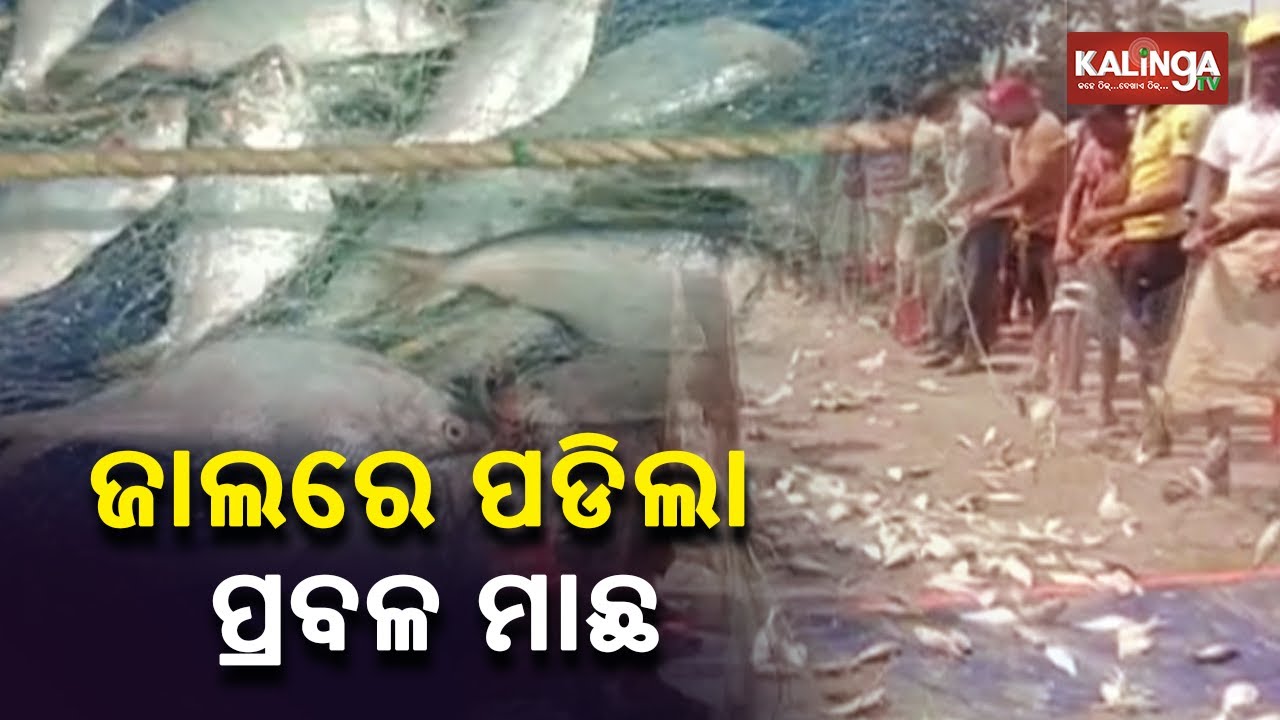 50 Quintals Of Ela Fish Caught At Dhamra Port  Kalinga TV
