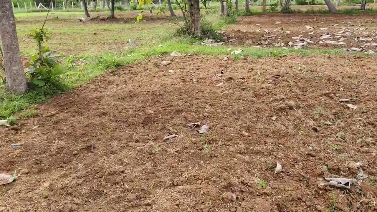 1 ಎಕರೆ 10ಗುಂಟೆ ಕೃಷಿ ಭೂಮಿ ಮಾರಾಟಕ್ಕೆ ಇದೆ. ಹಲಗೂರು 2 km. bengalore 75 km. ಸಂಪರ್ಕಿಸಿ 7619165229