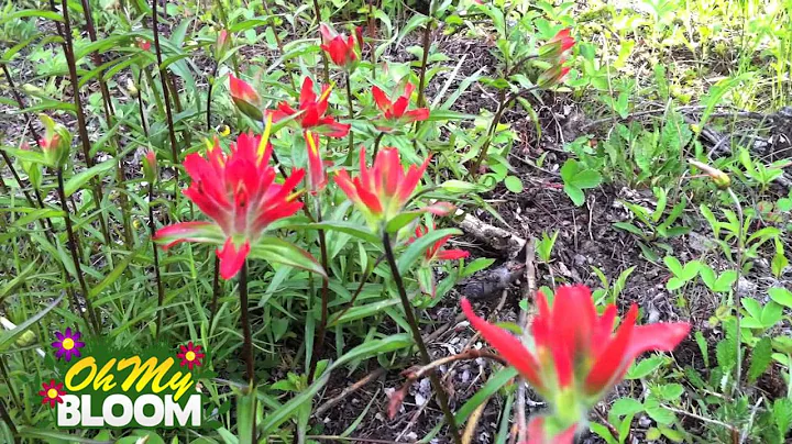 Alberta Wild Rose - Indian Paint Brushes - Tiger L...