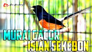 PANCINAN EMOSI murai pendiam isian sekebon NGEROL NEMBAK | shama bird
