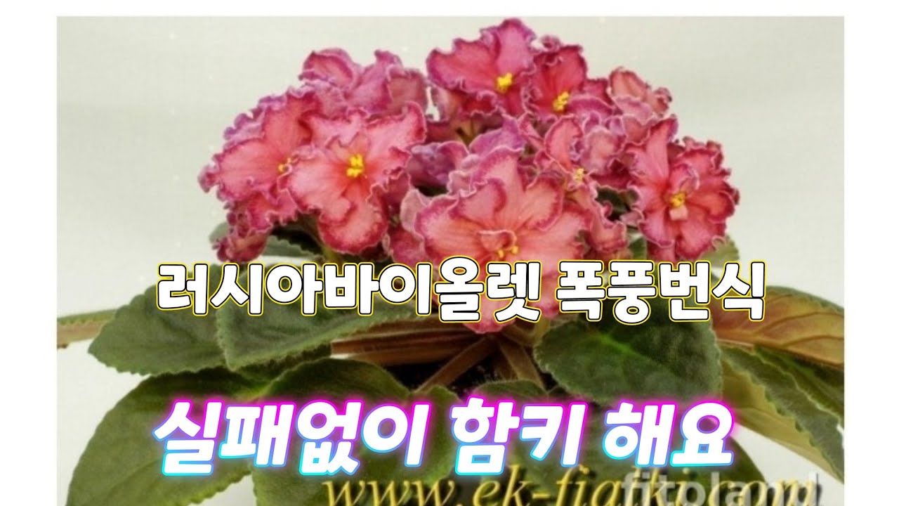 러시아바이올렛 어마무식한 사이즈와 실패없이 함께 키워봅시다