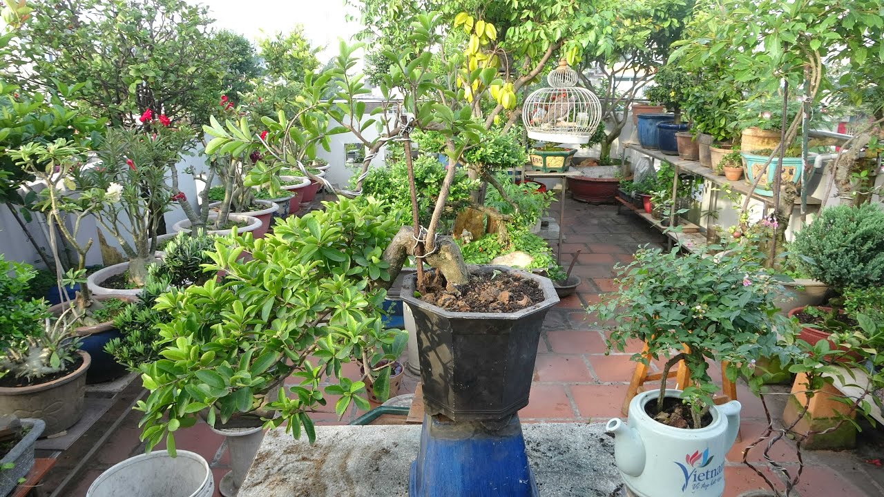 CÂY SƠ RI CHƠI BONSAI - SANG CHẬU THAY ĐẤT GIÚP CÂY PHÁT TRIỂN TỐT ...