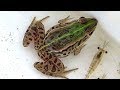 メダカを捕食する凶暴なトノサマガエルを捕獲してやるんだ!!