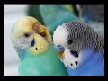Как определить возраст и пол волнистых попугаев