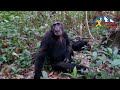 Chimpanzees on Kibale forest