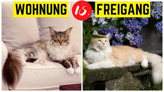 Wohnungshaltung für Katzen | Tierquälerei oder unbedingt nötig? (Was ist besser?)