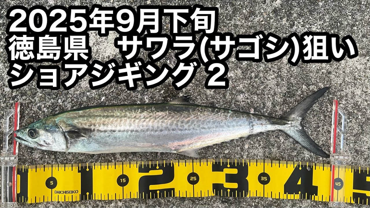 2025年9月下旬 徳島県 ショアジギング サワラ(サゴシ)狙い 2 - YouTube