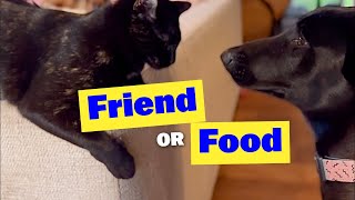 Friend or Food? How much does Abra LOVE Kitty? #malinois #cat #dutchshepherd