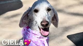 Ciela 194647Tall And Friendlyadoptable Dognycaccsiacc