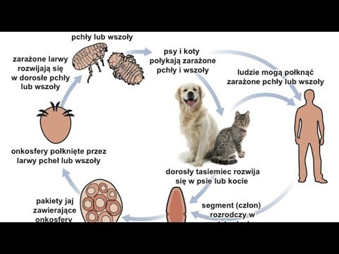 Wideo: Jak zapobiegać zakażeniu tasiemcem psów i kotów (zakażenie Dipylidium)