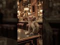 Poor monkey story😭😭😭😫😫😫 #slowedandreverb #viral #3danimation #cartoon #popular #poor #sad #sadsong