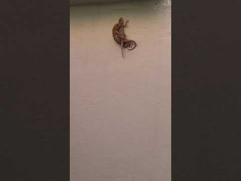 تعليم تزاوج البريصي الوزغ في مشهد نادر