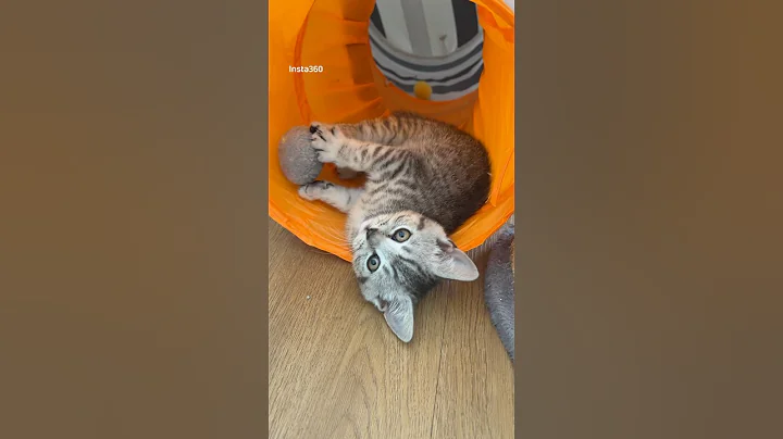 Video 10430891: british shorthair kitten meets, british shorthair kitten silver, cutest british shorthair kitten, british shorthair kittens playing, adorable british shorthair kitten, britishshorthair