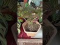 BUTTERFLY WING - ISLAND PEA - CHRISTIA VESPERTILIONIS #butterfly #butterflyplant #bungakupukupu