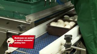 Mushrooms - Packhouse & Distribution