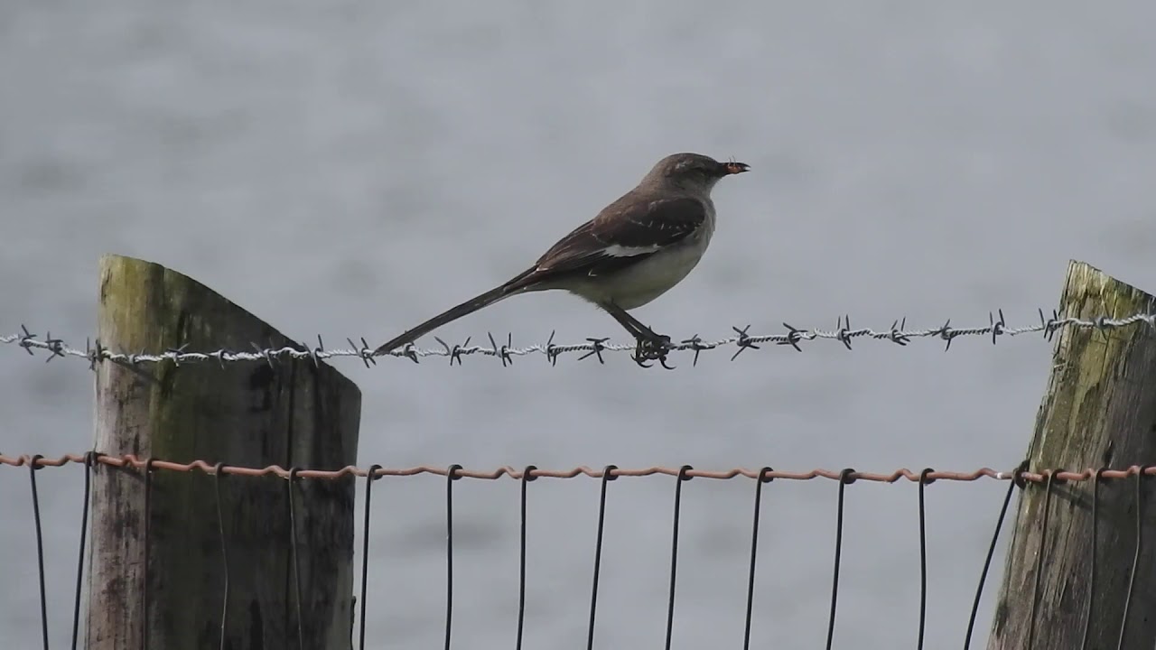Northern Mockingbird 