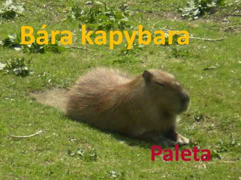 Video: Kapybara Ilgi Gaidītais Zemnieks Aizkavējās Uz Nenoteiktu Laiku