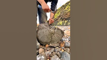We found a Jurassic Age limestone ball of rock and opened it up with our big hammer 🤯
