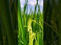 Wet Rice: The Iconic Beauty of the Vietnamese Countryside.
