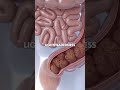 Don't flush yet! 🚽 Your poop might be trying to tell you a secret health message!