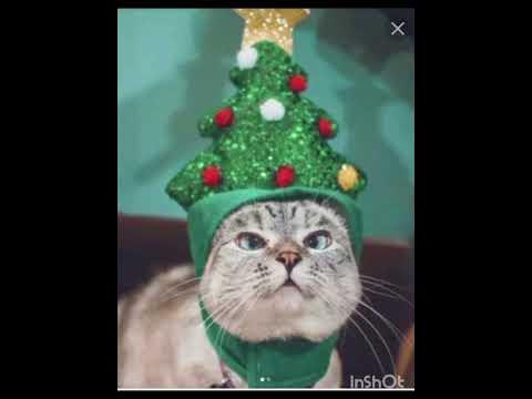 новый год + котики - YouTube