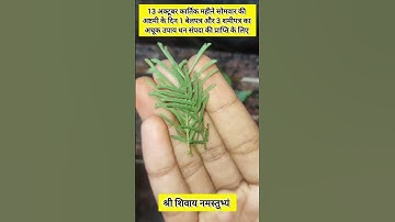 13 अक्टूबर कार्तिक महीने सोमवार की अष्टमी के दिन करे 1 बेलपत्र 3 शमीपत्र का अचूक उपाय #pradeepmishra