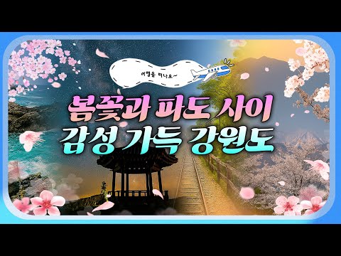 <strong>강원도</strong> 봄꽃 <strong>여행</strong> 코스 <strong>추천</strong>🌸 사람 많은 곳은 NO! 여유롭게 벚꽃을 즐길 수 있는 숨은 명소부터 꼭 먹어야 할 맛집 리스트까지🍚 지금 바로 감성 가득한 벚꽃 #여행을떠나요